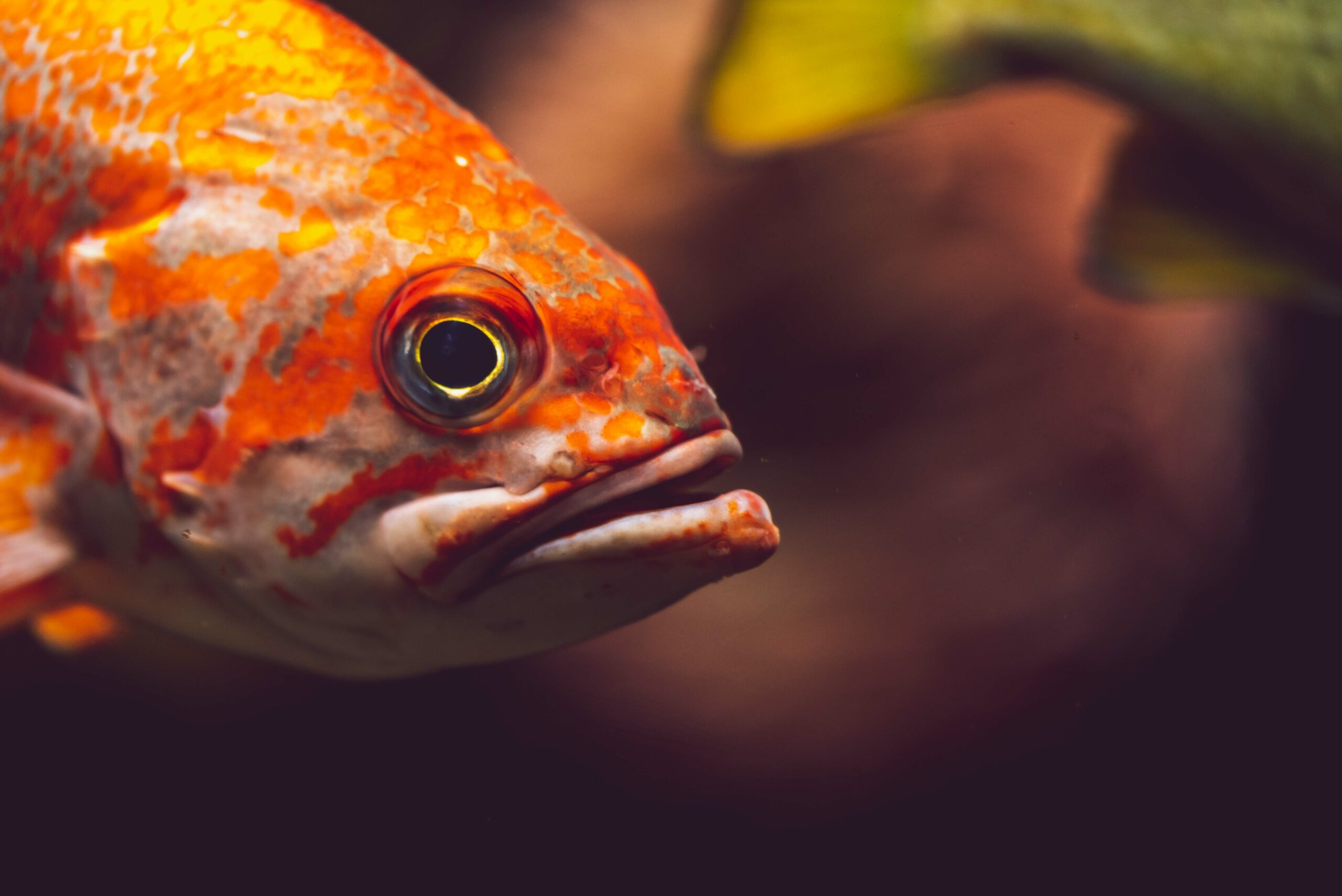 Close up photograph of a Rockfish swimming.