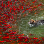 Bear going for a swim while being avoided by salmon.