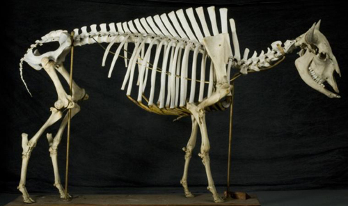 Bison bones found buried at Saanich construction site.