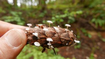 Tiny mushrooms growing on a Douglas Fir pine cone, Thetis Lake, BC, Canada.
