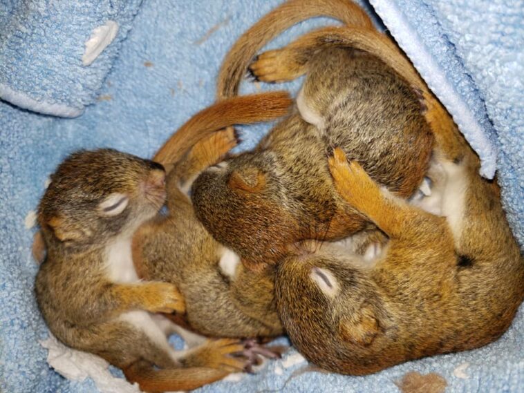 Four baby red squirrels asleep and cuddled up to one another.