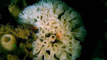 Rare glass sponge reefs are being endangered by illegal fishing.