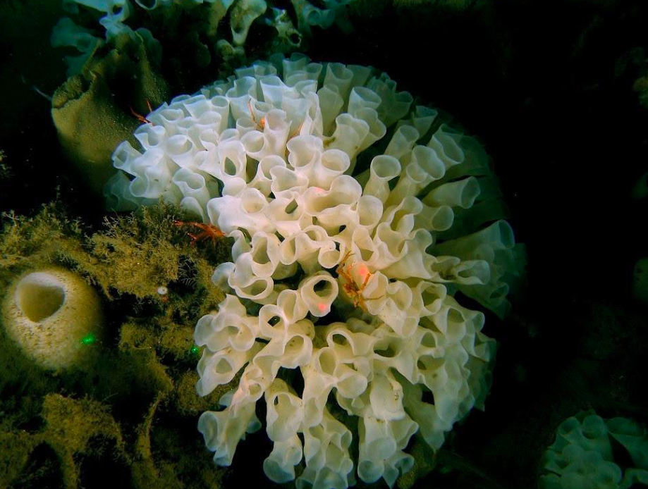Rare glass sponge reefs are being endangered by illegal fishing.