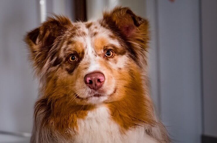 David King and Brett Murphy were identified through Facebook as the duo who saved the life of Pip, an Australian Shepherd, who was gravely injured.