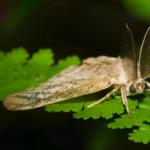 Male Spongy Moth.