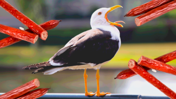 Nick Burchill's remorseful letter about seagulls and pepperoni at the Empress hotel has gone viral.