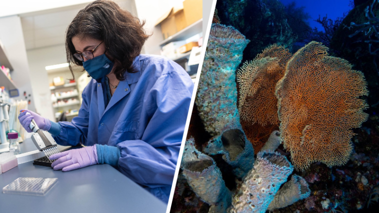 Can sea sponges protect us against Covid-19?