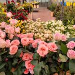 Eurosa Farms is the last commercial rose grower in Canada.