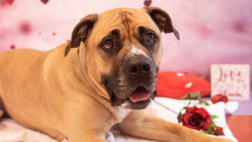 Meet Hank! Hank is a lovely boy looking for a strong and confident human to join his family! Hank enjoys playing fetch and loves playing with toys. Could Hank steal your heart this Valentine's Day? ✨With adoption fees reduced by 50%, there has never been a better time to adopt!