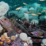 Wolf eel in God’s Pocket Marine Provincial Park.
