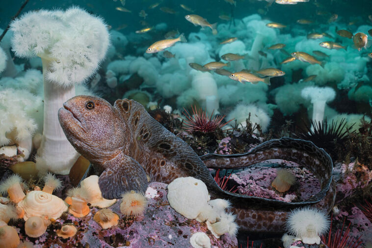 Wolf eel in God’s Pocket Marine Provincial Park.