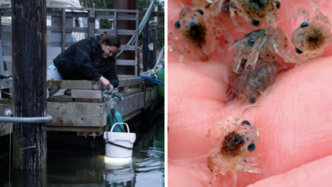 Jeannine Georgeson, coordinator of the Institute for Multidisciplinary Ecological Research in the Salish Sea, lowers a light trap for baby crabs off the dock at Whaler Bay, Galiano Island, British Columbia.