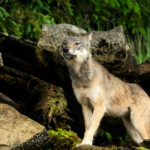 Director Isabelle Groc discusses the inspiration behind the documentary Part of the Pack and emphasizes the importance of educating West Coasters about wild wolves in an interview with West Coast Now.