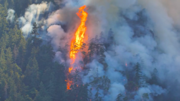 Among the 82 wildfires burning in British Columbia, the Cameron Bluffs wildfire is one of 33 categorized as being out of control. Since April 1, wildfires in the province have consumed over 520,000 hectares, surpassing the combined area burned during 16 of the previous 20 wildfire seasons. This alarming statistic was revealed by the emergency management minister.