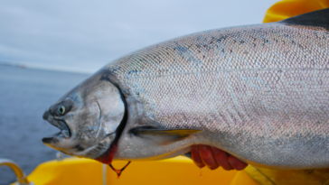 The Pacific salmon species include Chinook (king), Coho (silver), Sockeye (red), Pink, and Chum (dog) salmon. They play vital ecological and economic roles, with distinct flavors and characteristics, supporting ecosystems and communities along the Pacific coast.