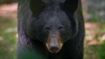 Black bears are generally shy and non-aggressive towards humans but may become more bold and assertive if they associate humans with food. It's important to keep campsites clean and not feed black bears to avoid habituation and potential conflicts.