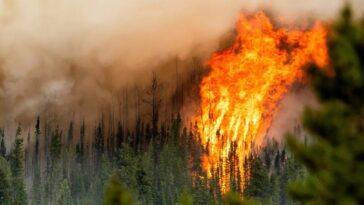 Flames from the Donnie Creek wildfire burning along a ridgetop near Fort St John, B.C. Source: