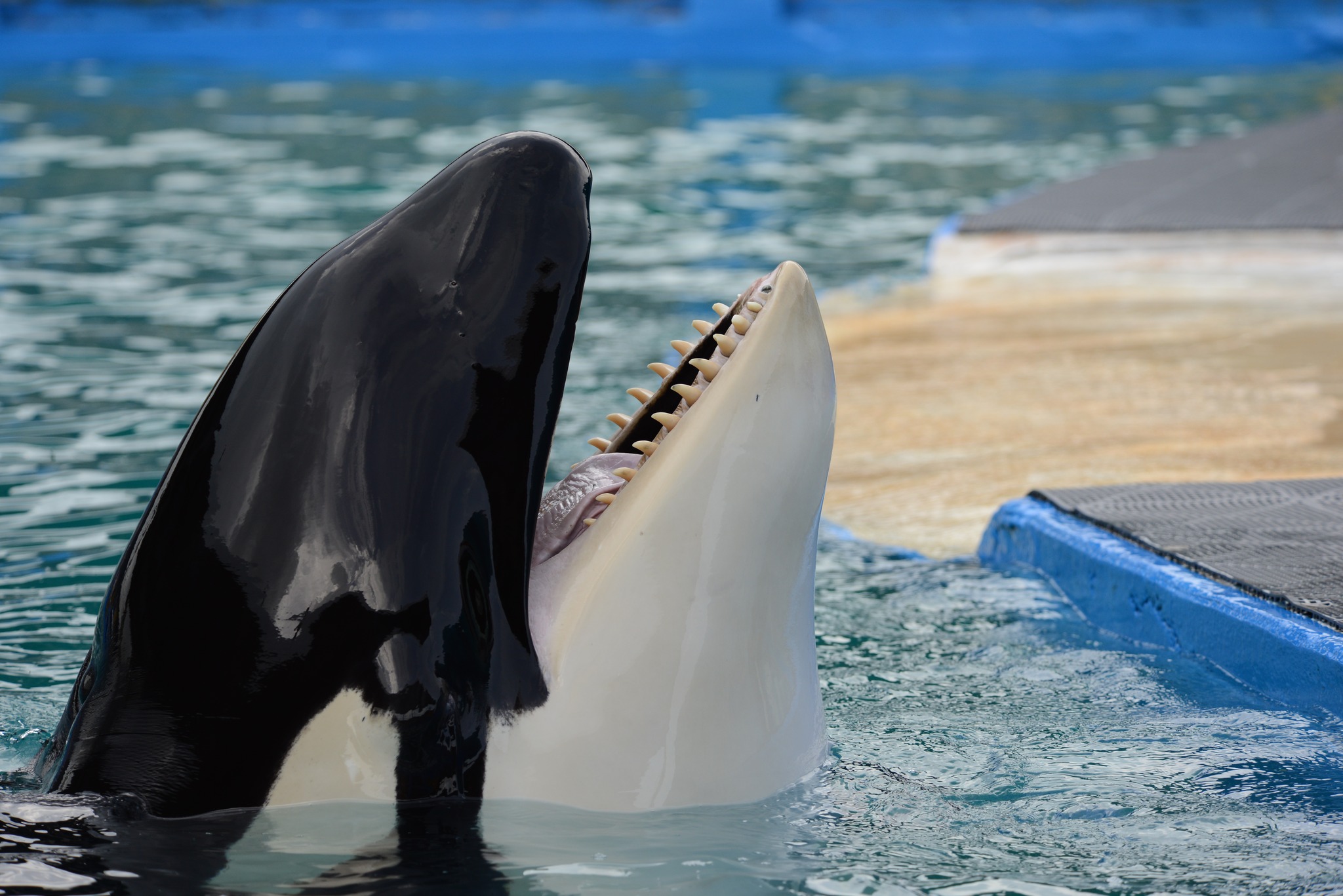 Lolita, also called Tokitae or Toki for short, was a captive female orca of the southern resident population captured from the wild in September 1970 and displayed at the Miami Seaquarium in Florida.