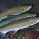 Three steelhead salmon