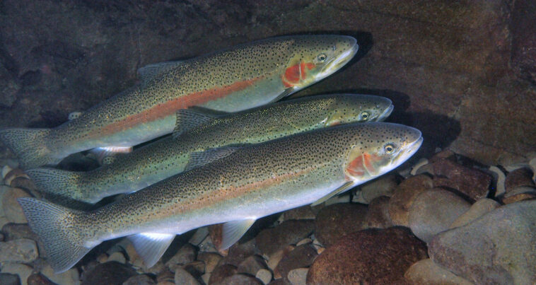 Three steelhead salmon