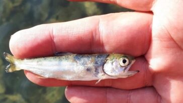 a hand holding a dead fish