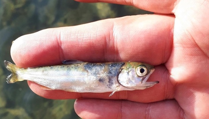a hand holding a dead fish