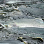 Pink salmon