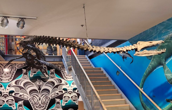 The bone structure of a Elasmosaurus.