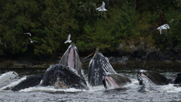 Humpback whales swimming on BC coast