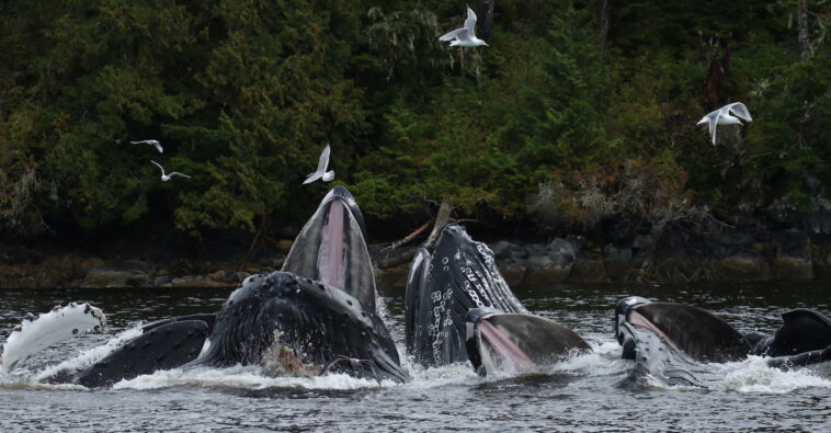 Humpback whales swimming on BC coast