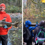 Crowds gather to watch the salmon migration at Goldstream Park