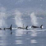 BC Killer Whales