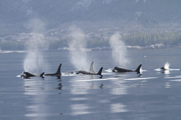 BC Killer Whales