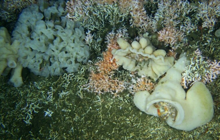Colorful Fuzzy Crabs (Acantholithodes hispidus) amidst three varieties of glass sponges thriving on the coral reef, distinguished by orange and pink branches.
