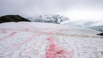 A landscape picture of pink-hued snow, often referred to as watermelon snow.