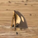Brave Little Hunter in Zeballos Lagoon