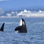 A group of three orca swimming with a cruise terminal in the background. The middle orca is spyhopping.
