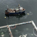 An aerial view of a fish farm owned by Grieg Seafood British Columbia, showing a vessel next to the pens and an unidentified white substance in the water.