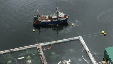 An aerial view of a fish farm owned by Grieg Seafood British Columbia, showing a vessel next to the pens and an unidentified white substance in the water.