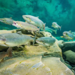 Atlantic salmon in the wild