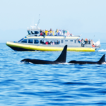 Two orcas swimming in the open water with a whale watching tourism boat in the background.