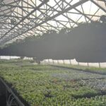 a greenhouse