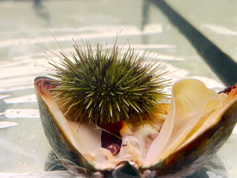 a green sea urchin snacking on a Pacific blue mussel.