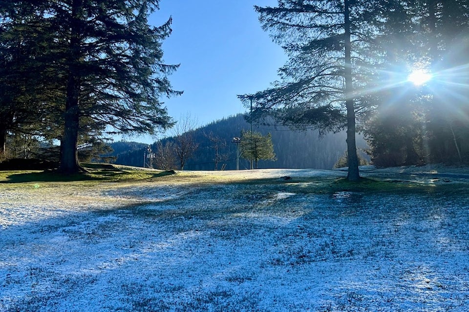 snow with trees