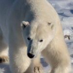 polar bear
