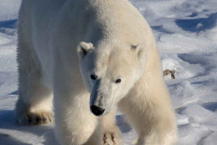 polar bear